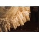 Hinana Queena With Belle Bridal One Piece(Leftovers/2 Colours/Full Payment Without Shipping)